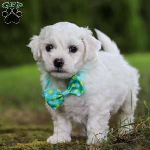 Russel, Bichon Frise Puppy